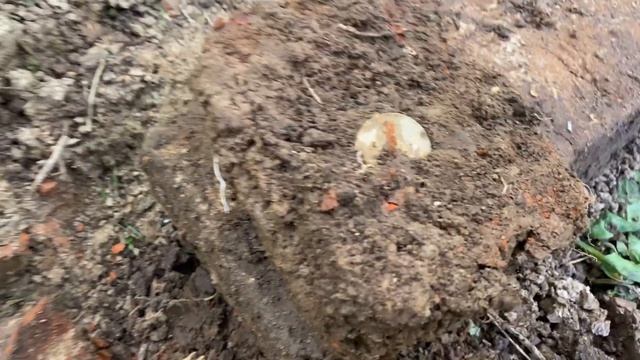 На лесном фундаменте. Серебро, перстни, монеты. смотреть онлайн