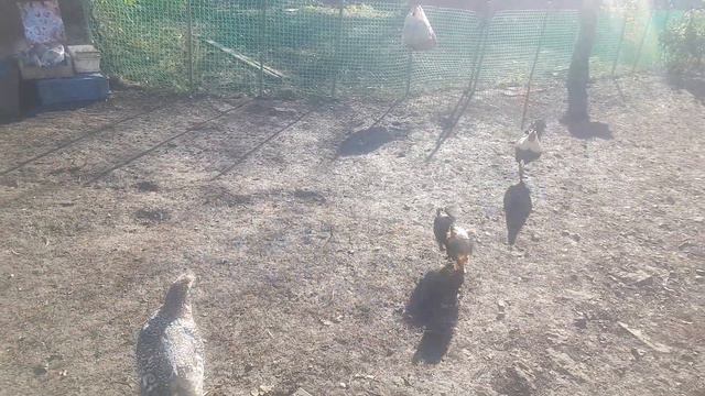 Ерик и пету Петух гоняет Ёрика довыпендривался смотреть онлайн