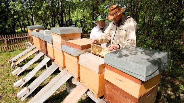Давай! Беньямин Форстер, пчеловод в Переславле-Залесском. смотреть онлайн