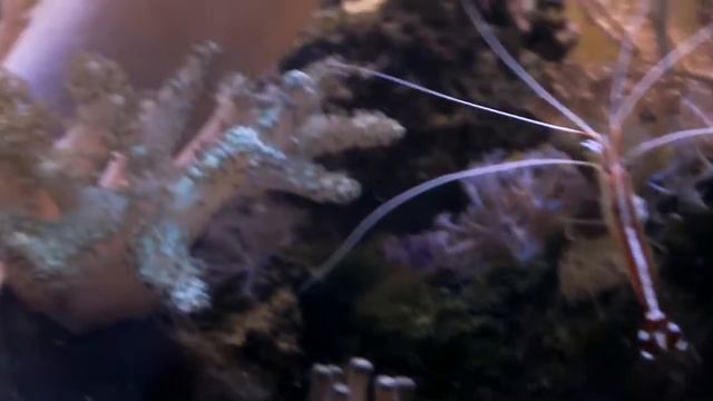 My clowns&shrimp - grand opening ;))) смотреть онлайн