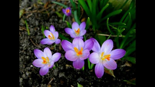 Влад. Семенов В ПОИСКАХ ЛОТОСА ч.9