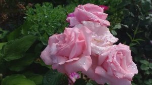 Розы советской селекции