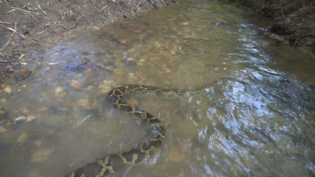 Primitive Life - Build Fish Trap Catch Big Snake And Many Fish - How To Fishing At Stream