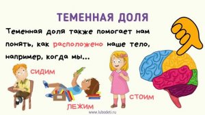 Уроки о мозге для детей. Части мозга. Brain Lesson 3