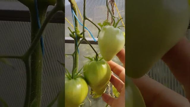 Томат Дедушкино петушиное перышко на 27.08.22 смотреть онлайн