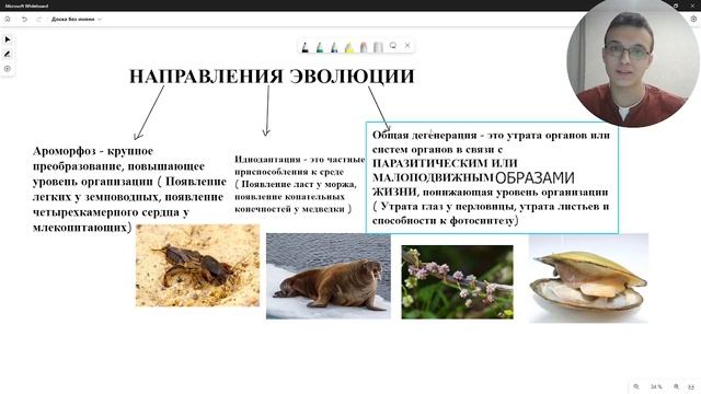 АРОМОРФОЗ ИДИОАДАПТАЦИЯ ОБЩАЯ ДЕГЕНЕРАЦИЯ - направления эволюции егэ биология смотреть онлайн