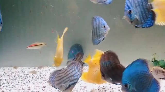 Аквариум с дискусами от Hoàng Dự смотреть онлайн