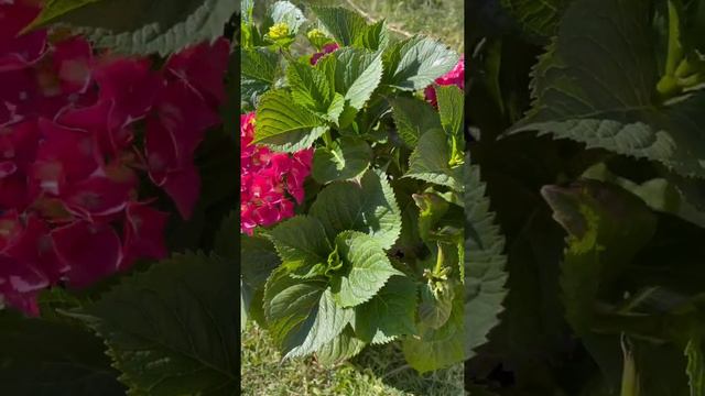 Hydrangeas pink #gardening #flowers #garden #hydrangea смотреть онлайн