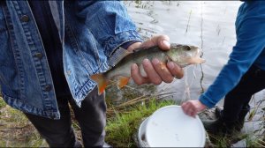 Грибная разведка 18 июля 2023. Приозерский район