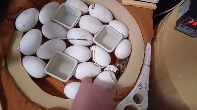 Вылупление гусят. Подробная наглядная информация.