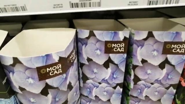 В Леруа Мерлен праздник!Привезли много сортовых роз, шикарных гортензий и много красоты! смотреть онлайн