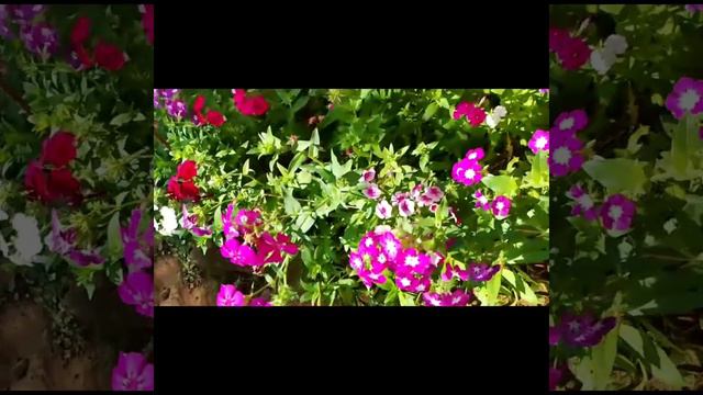 Beautiful Phlox Flowers 🌸💮🌷 смотреть онлайн