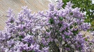 А вы знали? Сирень - приметы и лечебные свойства.