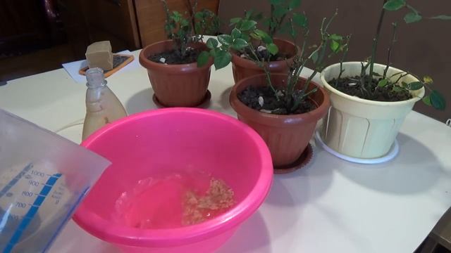 Как бороться с паутинным клещом — народное средство борьбы. Паутинный клещ на комнатных розах.