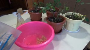 Как бороться с паутинным клещом — народное средство борьбы. Паутинный клещ на комнатных розах.