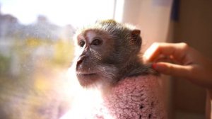 ВПЕРВЫЕ: ОБЕЗЬЯНА ДОМА! // ДОВЕЛА КОШКУ ДО ИСТЕРИКИ