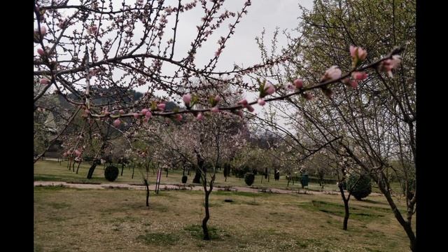 Kashmir Tour #jammu_kashmir #beautiful_places_in_kashmir