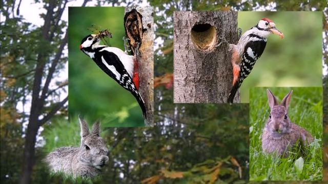 КАКИЕ ПРОФЕССИИ ЕСТЬ У ДЯТЛА. смотреть онлайн