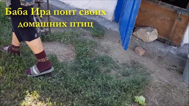 Домашние птицы/Иртышск смотреть онлайн