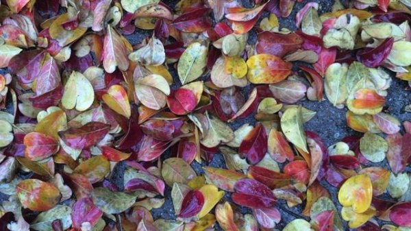 Extended Relaxing Classical Guitar - Pantera Floods Outro - 1 hour