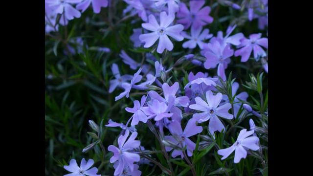 Продажа растений