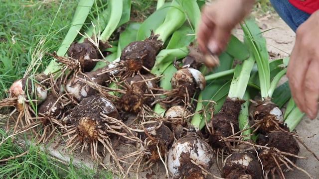 Amaryllis Bulbs: Planting, Uprooting & Propogating смотреть онлайн