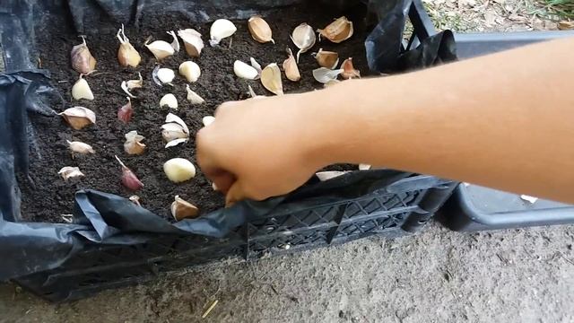 Проверим результат всходов чеснока при посадке и посеве хаотичным способом. Часть 1. смотреть онлайн