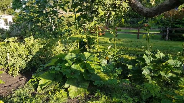 Моя Дача ?Кролики??Цыплята?? смотреть онлайн