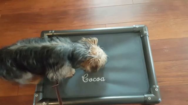Columbus, GA Dog Trainer, Board and Train learning some commands, Dog Gone Good смотреть онлайн