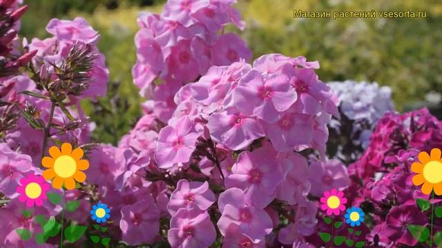 Флокс метельчатый Мисс Ольга. Краткий обзор, описание характеристик phlox paniculata Miss Olga смотреть онлайн