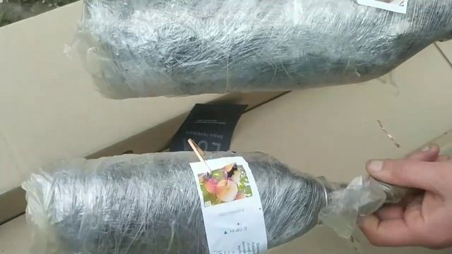 Посадка хурмы Гигант и Бычье сердце от агромаркет, не прижились за 2 месяца!((( смотреть онлайн