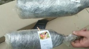 Посадка хурмы Гигант и Бычье сердце от агромаркет, не прижились за 2 месяца!(((