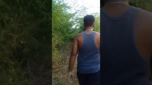 Chandaka forest || jungle safari смотреть онлайн