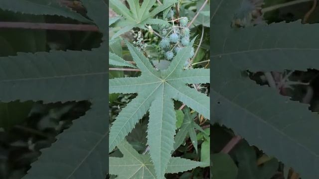 Ricinus Communis| Castor oil seedsPlant| Arandi#shorts смотреть онлайн