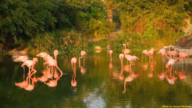 Безумно красивая музыка Сергея Чекалина! Песни просто супер для настроения! музыка Сергея Чекалина