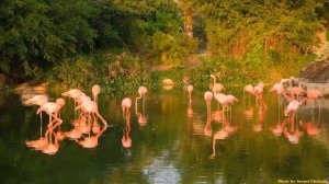 Безумно красивая музыка Сергея Чекалина! Песни просто супер для настроения! музыка Сергея Чекалина