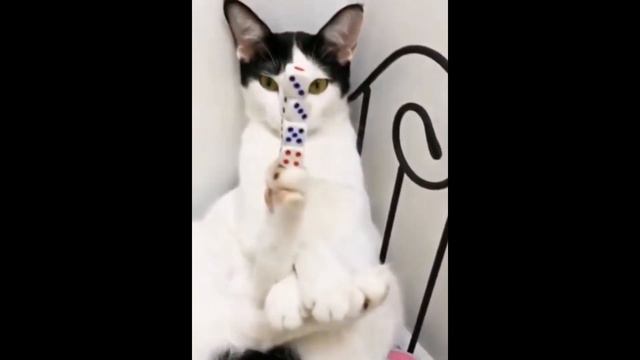 Ловкость лап смотреть онлайн