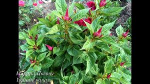 ЦЕЛЛОЗИЯ - ВЫРАЩИВАНИЕ И УХОД