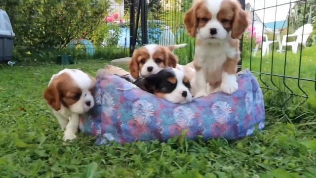 Щенки кавалер кинг чарльз спаниеля! Кто сосчитает сколько малышей, пишите в комментариях😉🤗 смотреть онлайн