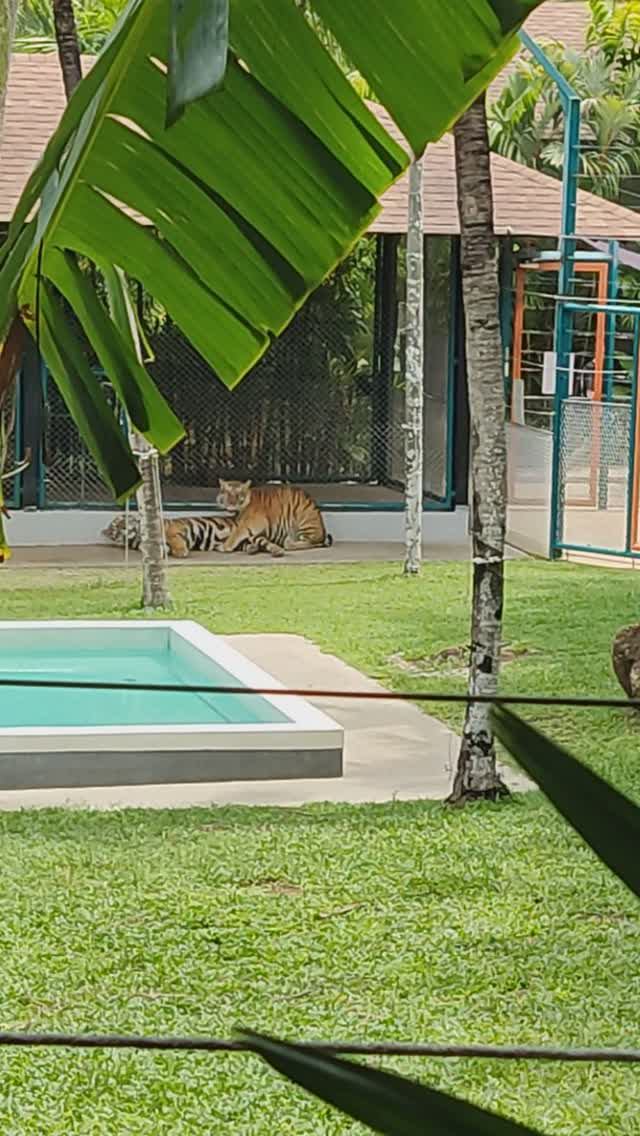 Вилла с бассейном у тигров. Бесплатная обзорная экскурсия Пхукет.
Таиланд 2024 за 50 тысяч. Тутси смотреть онлайн