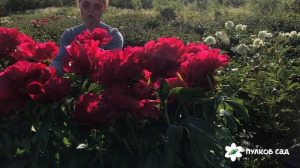 Red red rose peony. Ред ред роуз пион. Пулков сад (2022 г)
