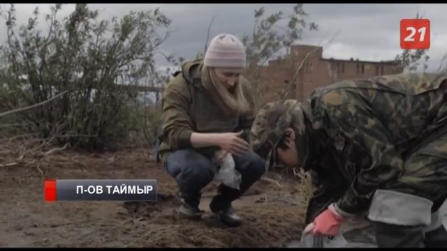 На Таймыре стартовала «всесибирская» экспедиция смотреть онлайн