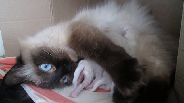 Кормление котят!!!