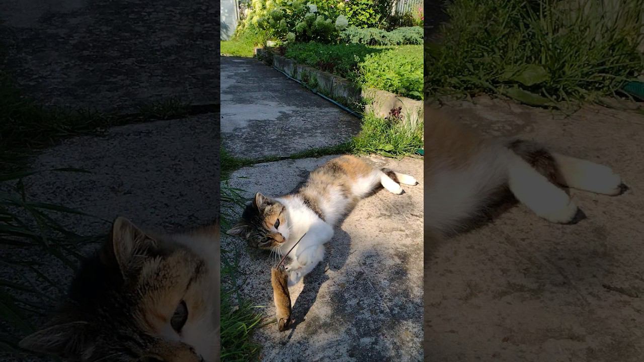На вот.. Пожрёшь хоть нормально.. #кошка #бродячийкот #дача #cat #straycats #shortvideo