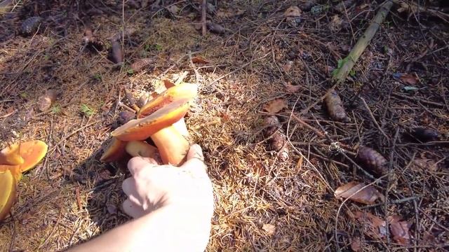 Mushroom Foraging - Best of 2021 - Scarletina bolete | Neoboletus luridiformis смотреть онлайн