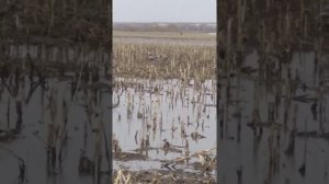 охота на гуся Воронежская область 2022 год