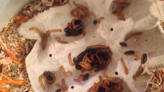 Выкармливание птенцов ласточки в неволе смотреть онлайн