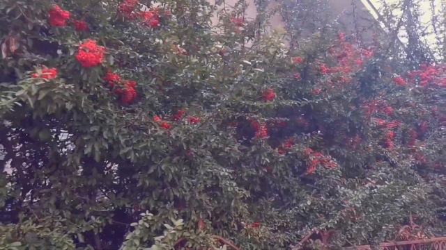 Вічнозелені чагарники ПІРАКАНТА і МАГОНІЯ взимку розбавляють сірий пейзаж. смотреть онлайн