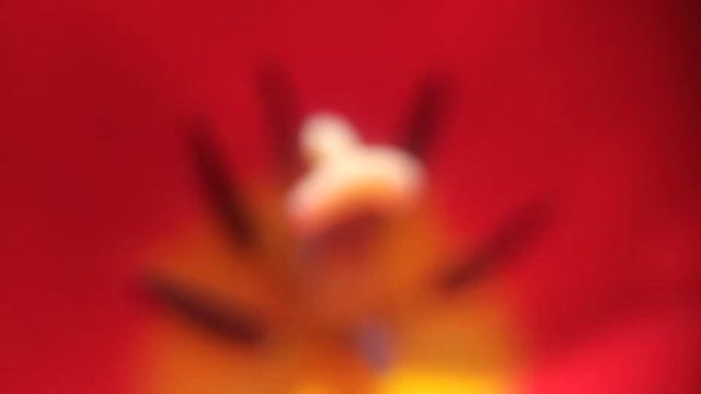 ТЮЛЬПАН: ПЕСТИК и ТЫЧИНКИ у тюльпана — видео макросъёмка увеличение ? смотреть онлайн