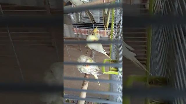 #harizma_ptichka
Корелла самка оказалась самцом) смотреть онлайн